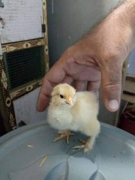 rir heritage n black Australorp heritage n doldan buff chick n egg for 9