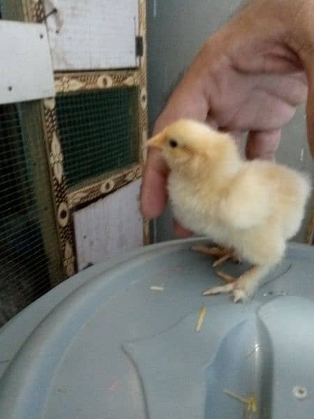 rir heritage n black Australorp heritage n doldan buff chick n egg for 11