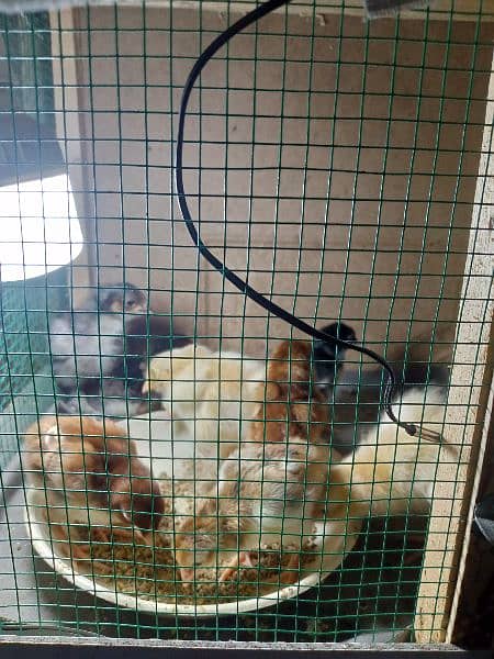 rir heritage n black Australorp heritage n doldan buff chick n egg for 12