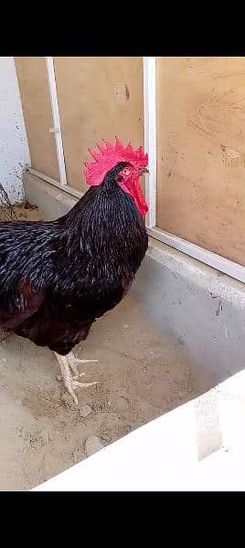 rir heritage n black Australorp heritage n doldan buff chick n egg for 13