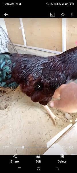 rir heritage n black Australorp heritage n doldan buff chick n egg for 14