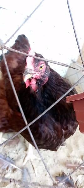 rir heritage n black Australorp heritage n doldan buff chick n egg for 15