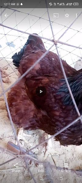 rir heritage n black Australorp heritage n doldan buff chick n egg for 16