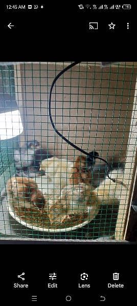 rir heritage n black Australorp heritage n doldan buff chick n egg for 18