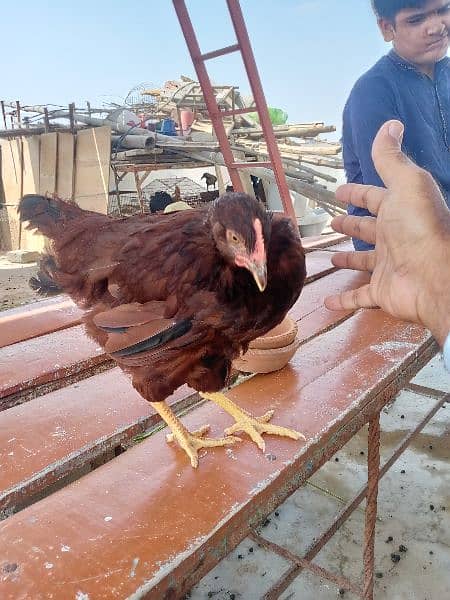 rir heritage n black Australorp heritage n doldan buff chick n egg for 19