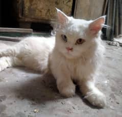 percian cat Male odd eyes