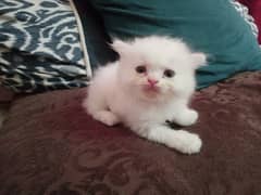 Persian kittens triple coat