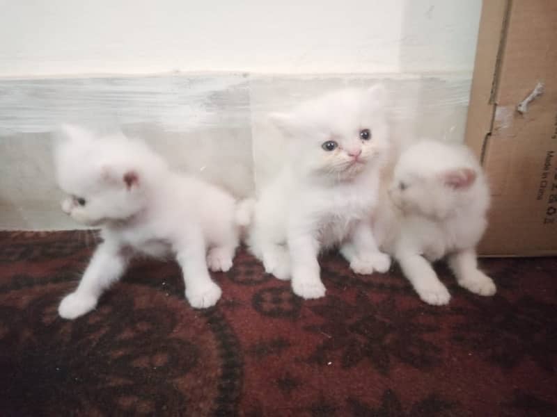 Persian kittens triple coat 1