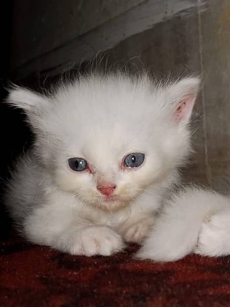 Persian kittens triple coat 2