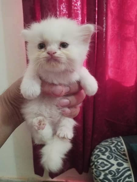 Persian kittens triple coat 3