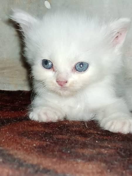 Persian kittens triple coat 4