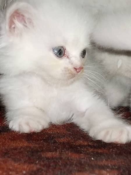 Persian kittens triple coat 5