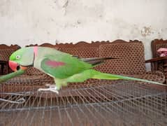 Pahari Parrot