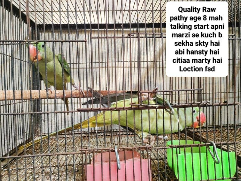 Bird pair for sale 34000 0