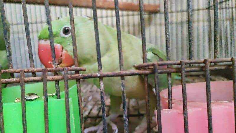 Bird pair for sale 34000 2