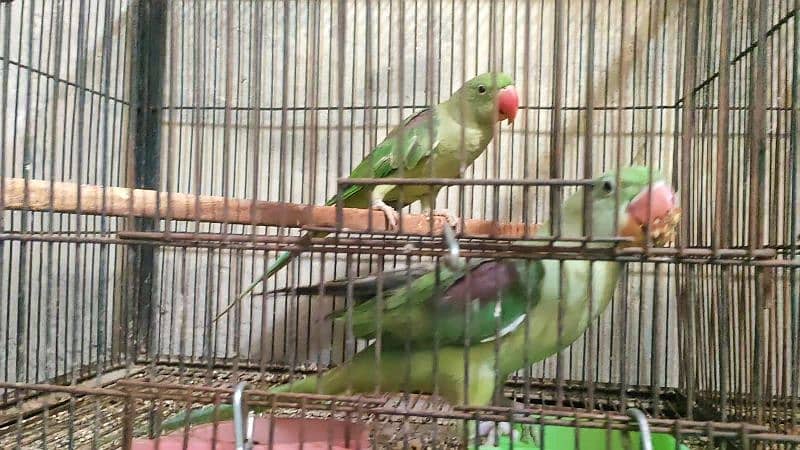 Bird pair for sale 34000 3