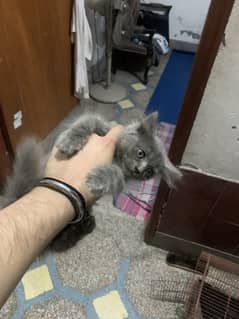 Persian Dark grey triple coat urgent sale 0