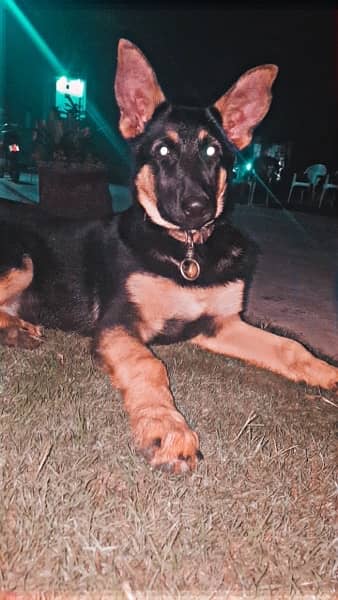 German Shepherd Female Dog 1