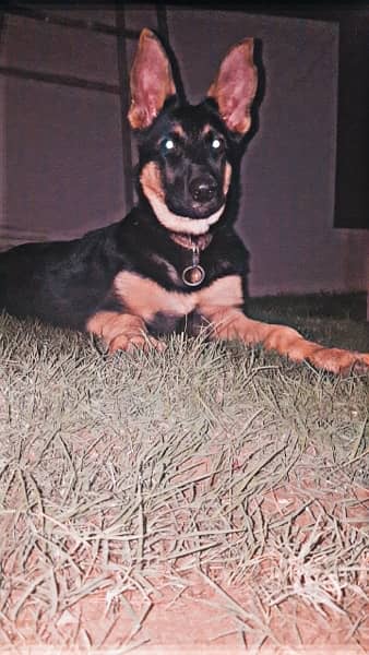 German Shepherd Female Dog 2