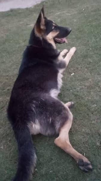 German Shepherd Female Dog 5