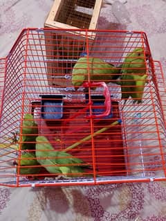 ringneck parrots for sale