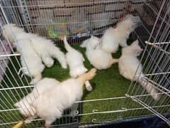 Persian cats / cute kittens /cat / cat baby / cat for sale