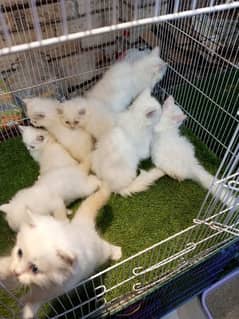 Persian kittens / cute kittens /cat / cat baby / cat for sale