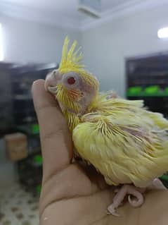 cocktails chicks available for hand tame purpose