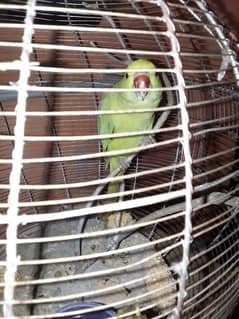 Green ringneck parrot