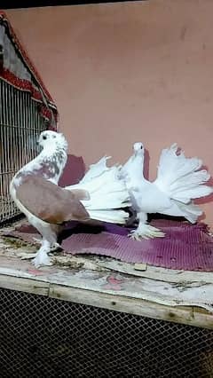 Lakha Pigeon Pair high Quality