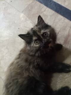 Female cat for sale