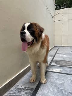 Saint Bernard Male for Stud