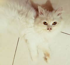 Fluffy White Persian Kitten female for sale