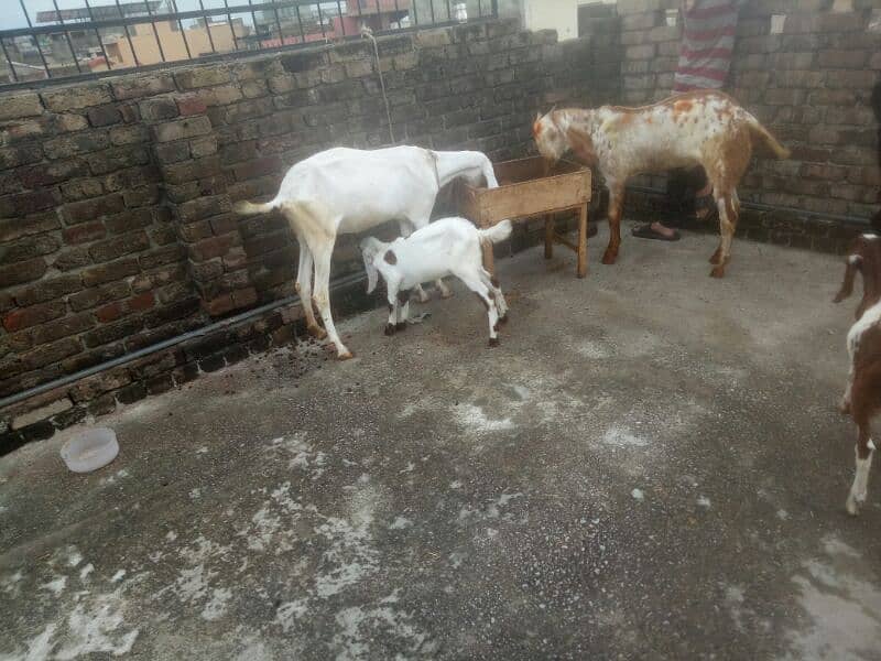 Bakri or Bakra 4