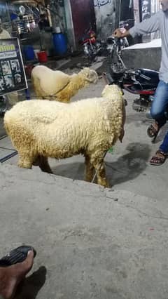 Kajla Mundra Chatra Bakra O3O5/4O82/937