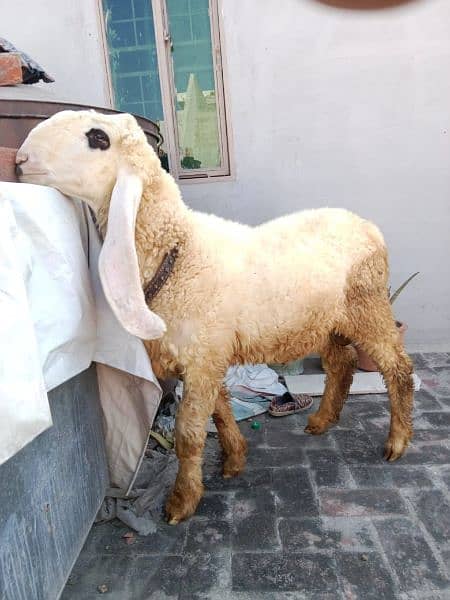 Kajla Mundra Chatra Bakra O3O5/4O82/937 3