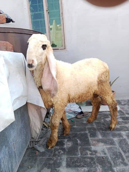 Kajla Mundra Chatra Bakra O3O5/4O82/937 4