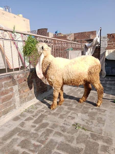 Kajla Mundra Chatra Bakra O3O5/4O82/937 7