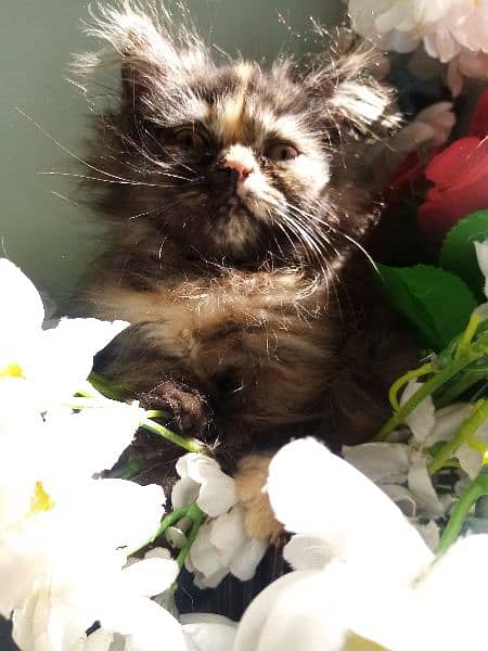 furr ball dwarf kitten 3