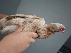 Misri golden hens egg laying for sale