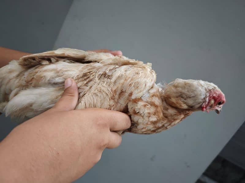 Misri golden hens egg laying for sale 0