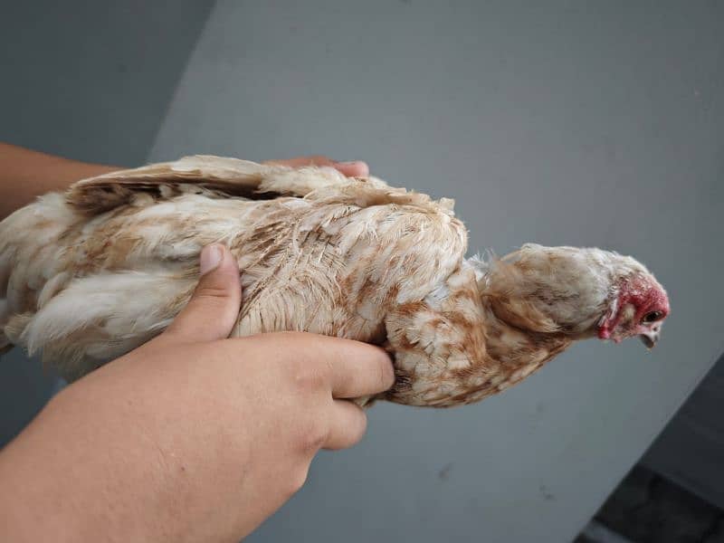 Misri golden hens egg laying for sale 1