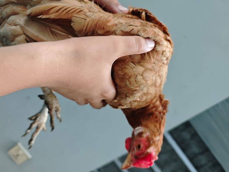 Misri golden hens egg laying for sale 2