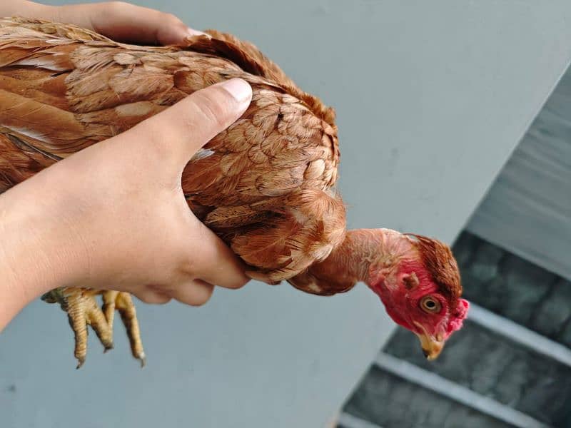 Misri golden hens egg laying for sale 3