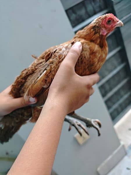 Misri golden hens egg laying for sale 5