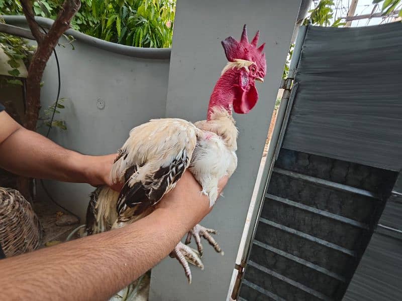 Misri golden hens egg laying for sale 7