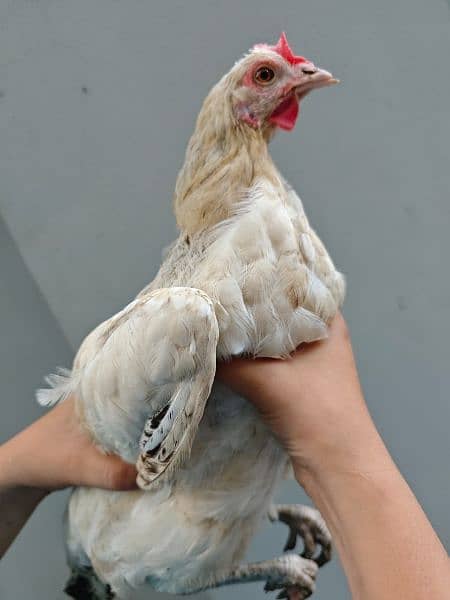 Misri golden hens egg laying for sale 8