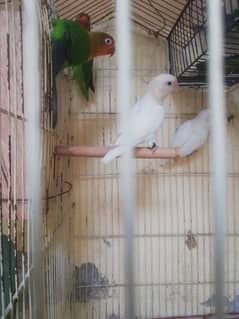 Lovebird pair for sale