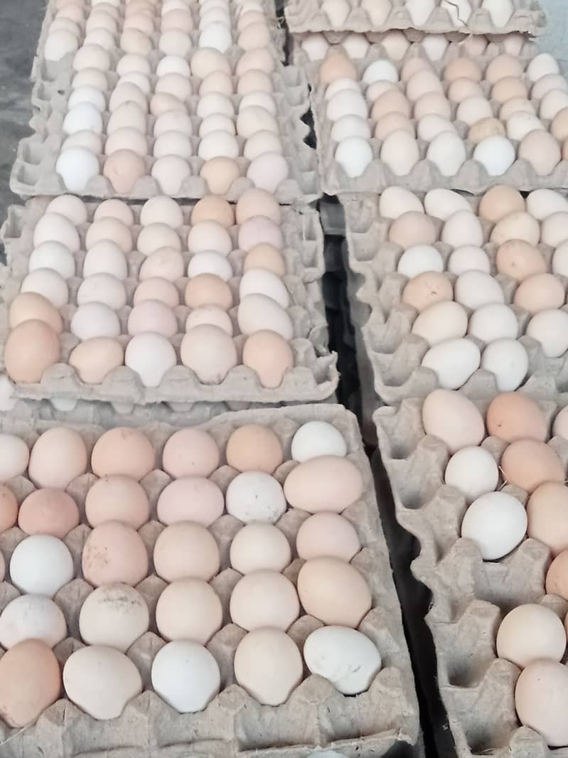 Desi hens for eggs in Jhelum fully vicinited for sale 2