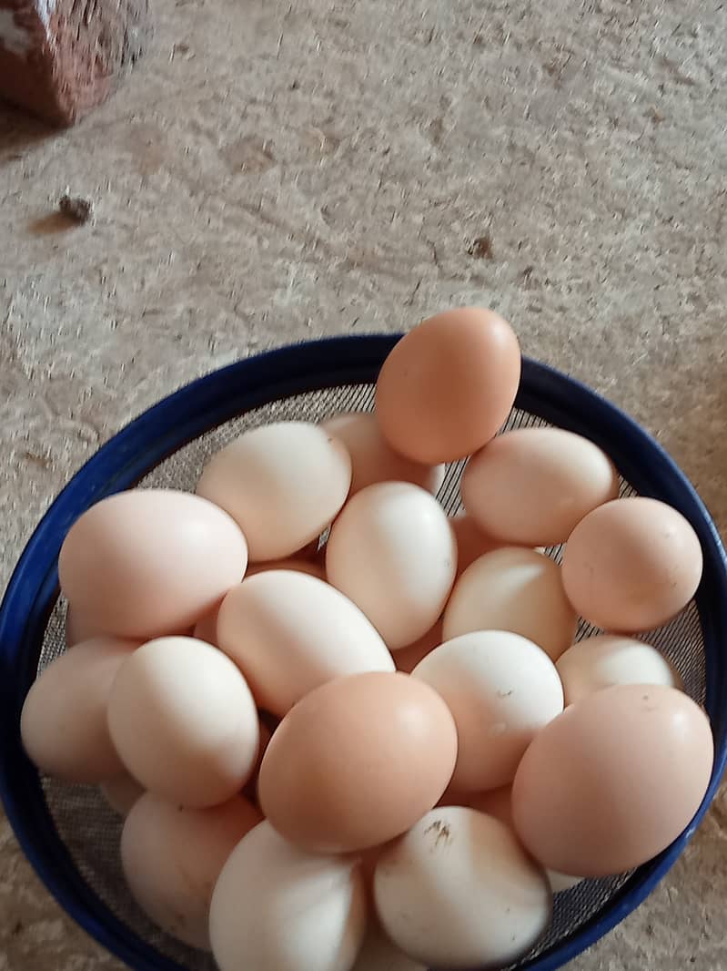 Desi hens for eggs in Jhelum fully vicinited for sale 3